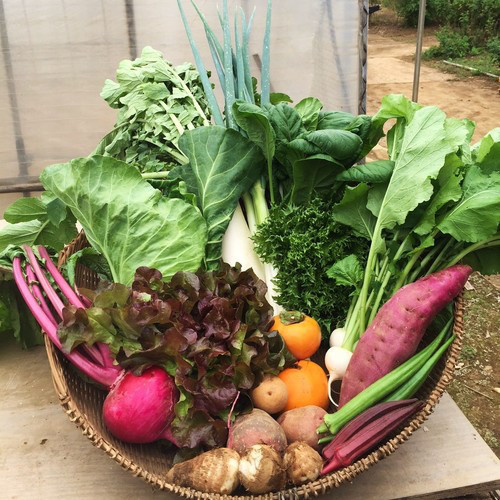 季節のおまかせ野菜セットL